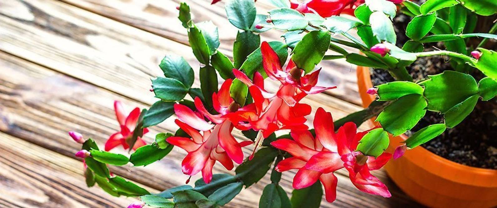 Weihnachtskaktus pflegen 4 Tipps für einen blühenden Weihnachtskaktus heimwerker.de