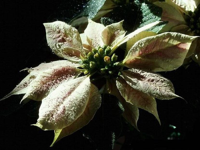Weihnachtsstern in weiss_4zu3