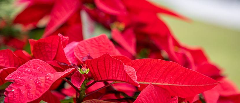 weihnachtsstern-pflege-aussen