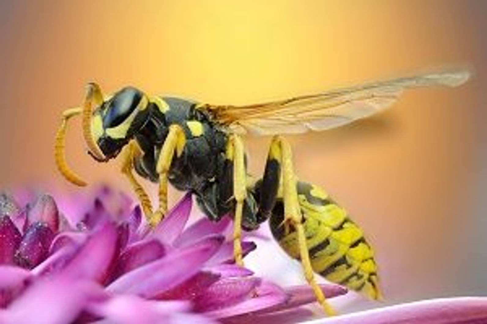 Pflanzen gegen Wespen Wespen natürlich fernhalten