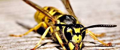 Wespenfalle selber machen und weit bessere Mittel bei Wespenplage