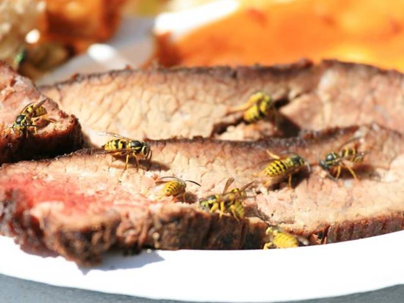 Wespenfalle - mit Fleisch anlocken
