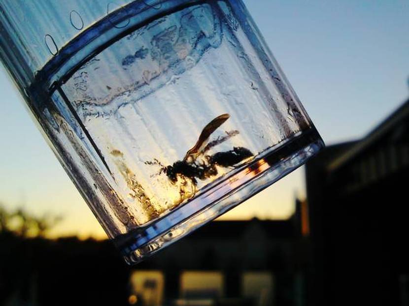 Wespenfalle: in einem Glas gefangen