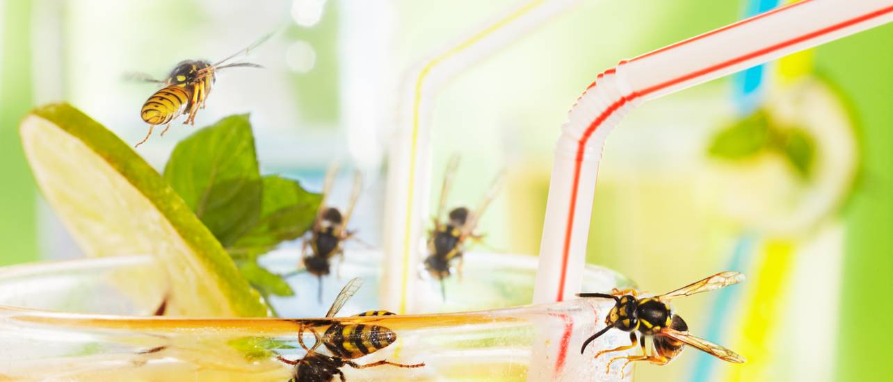 Pflanzen gegen Wespen Wespen natürlich fernhalten