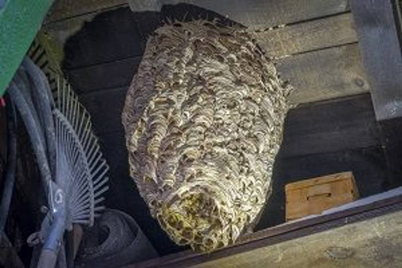 Pflanzen gegen Wespen Wespen natürlich fernhalten