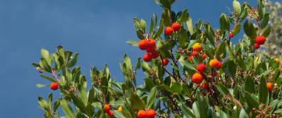 westlicher erdbeerbaum