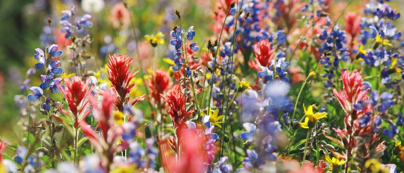 wiese im sommer