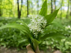 wildblume-baerlauch