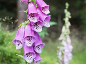 wildblumen-giftig