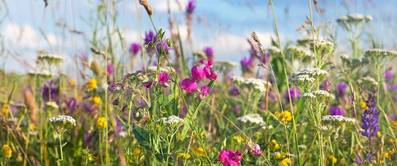 wildblumen-im-garten
