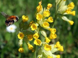 wildblumen-insekten-bienen