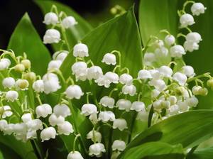 wildblumen-maigloeckchen