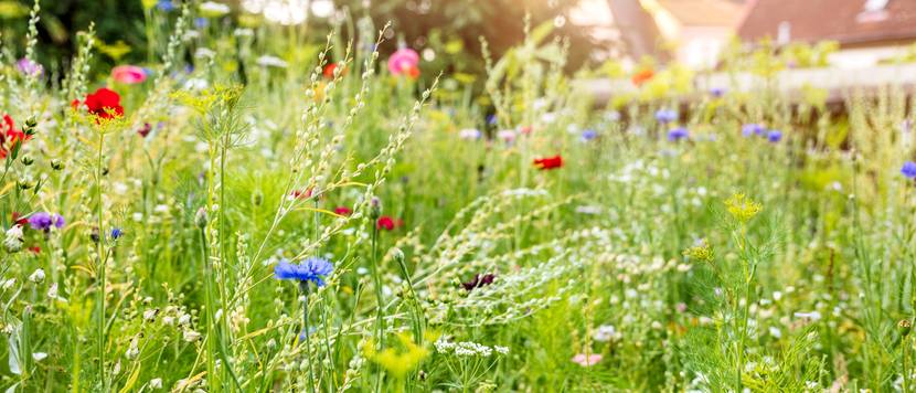 wildblumenwiese