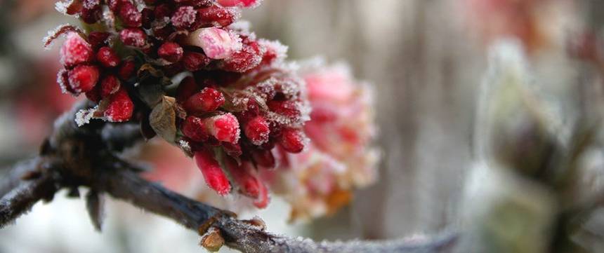 Winterblüher pflanzen Die 7 schönsten Winterblumen heimwerker.de