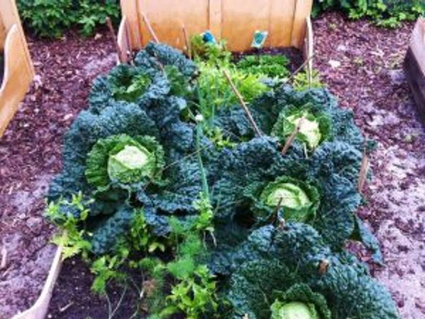 wirsing beet