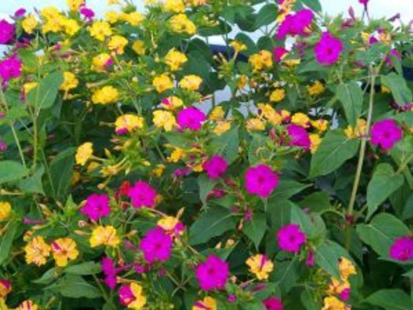 wunderblume