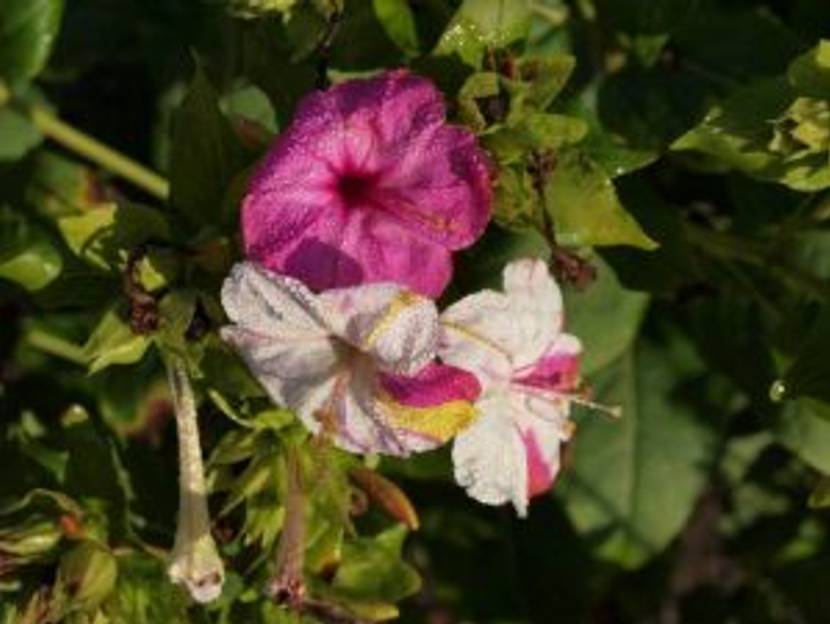 wunderblumenblueten