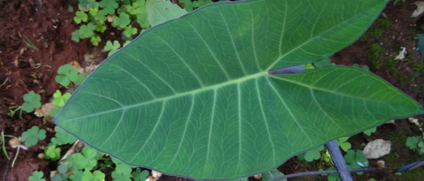 xanthosoma robustum