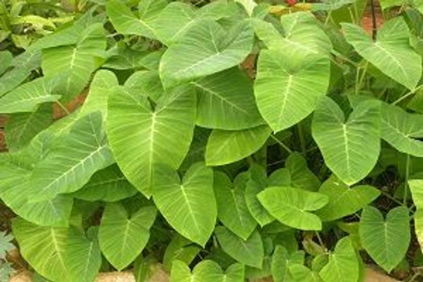 xanthosoma saggitifolium