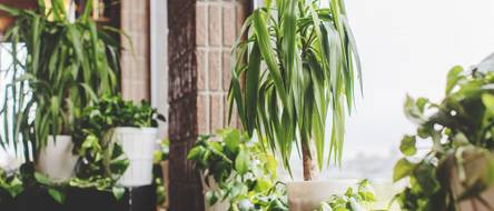 Yucca pflegen: Pflege, Herkunft und wertvolle Tipps - heimwerker.de