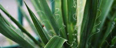 yucca pflegen