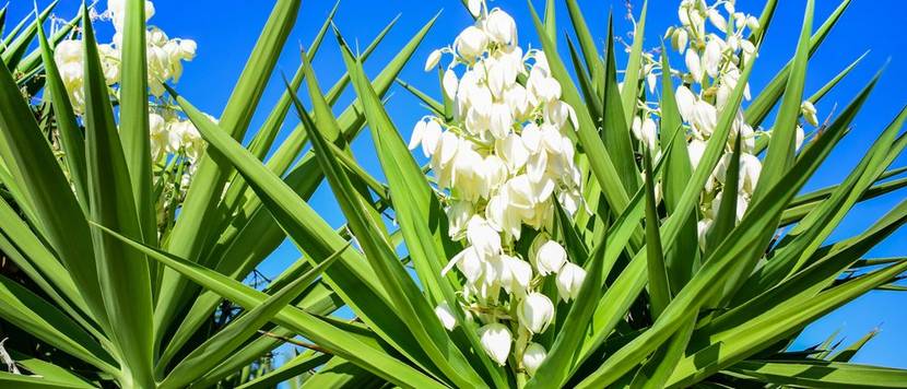 yucca blüte