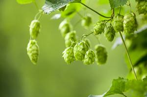 zierhopfen bierhopfen