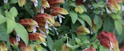 zierhopfen oder zimmerhopfen-guide