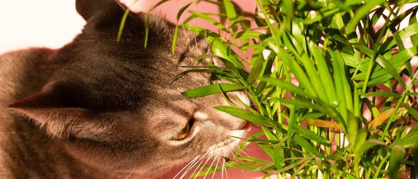 katze frisst zimmerpflanze