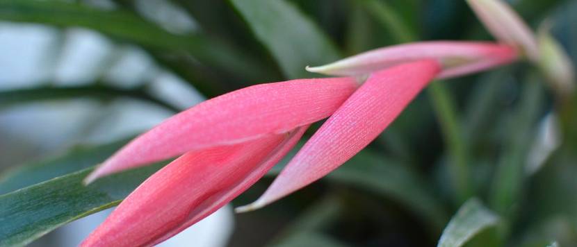 zimmerhafer in blüte