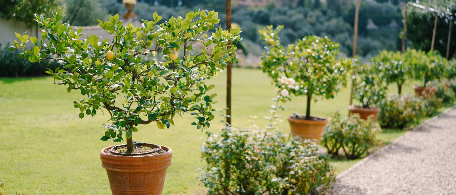 Zitronenbaum überwintern im Wohnzimmer 3 Tipps und Hinweise