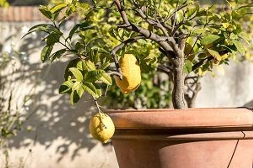 zitronenbaum im garten