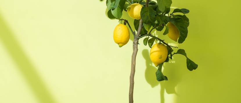 zitronenbaum in der sonne