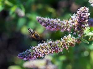 zitronenmelisse-bienen