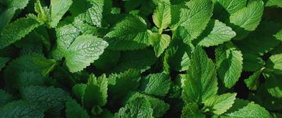 zitronenmelisse-pflanzen