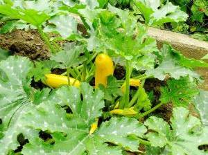 zucchini-gelbe Zucchinis leuchten aus dem Grün
