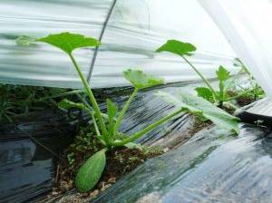 zucchini-Ein Folientunnel fördert das Pflanzenwachstum der Zucchini.