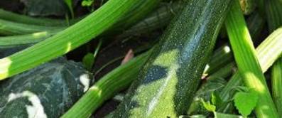 zucchini-