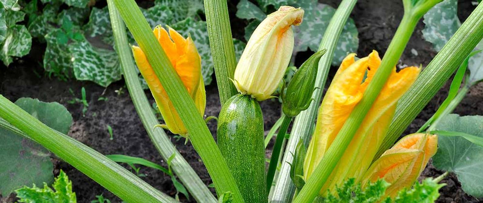 Zucchinis im eigenen Garten anpflanzen Zucchini selber ziehen