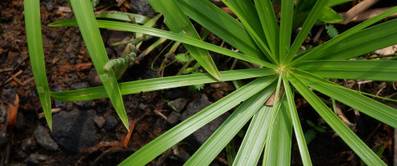 Zyperngras pflegen: 3 Tipps zu Standort, Pflege und Vermehrung